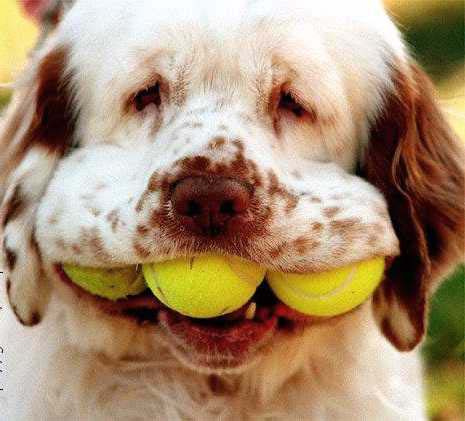 dog with tennis balls